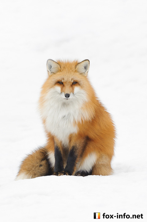 20141229_152237_foxinfonet