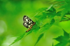 ¥¦¥á¥¨¥À¥·¥ã¥¯