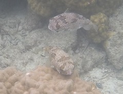 P1170979111