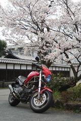 さくら&モンスター