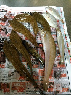 11949296_866843196726170_2640643376303224012_n