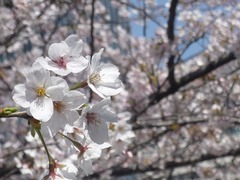 sakura