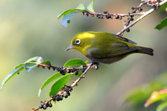 a0189912_294328