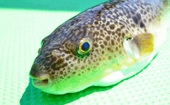 20200501kt1101-690x427