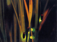 hotaru