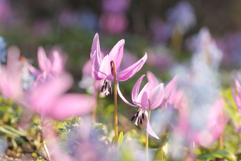 IMG_0045印刷用大