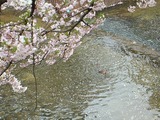 夙川桜2