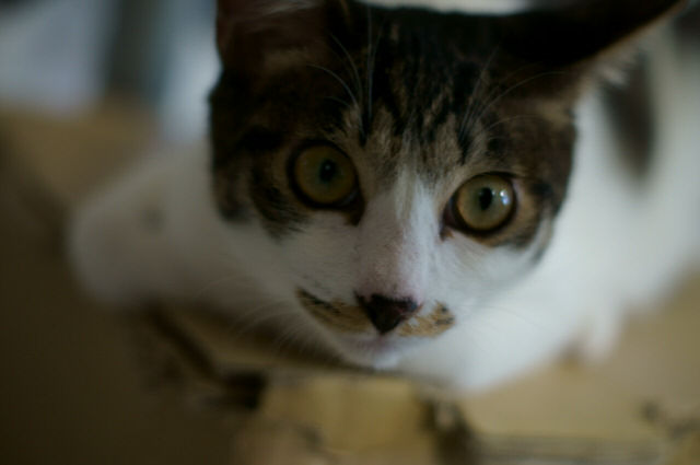 子猫まみれｗ 東京キャットガーディアン西国分寺シェルター 日々駄文日記