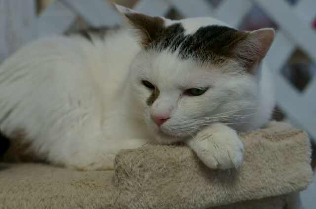 保護猫カフェとしては最終日 東京キャットガーディアン西国分寺シェルター 日々駄文日記 保護猫カフェとしては最終日 東京キャットガーディアン西国分寺シェルター 日々駄文日記