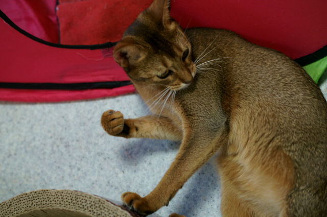 保護猫カフェとしては最終日 東京キャットガーディアン西国分寺シェルター 日々駄文日記 保護猫カフェとしては最終日 東京キャットガーディアン西国分寺シェルター 日々駄文日記