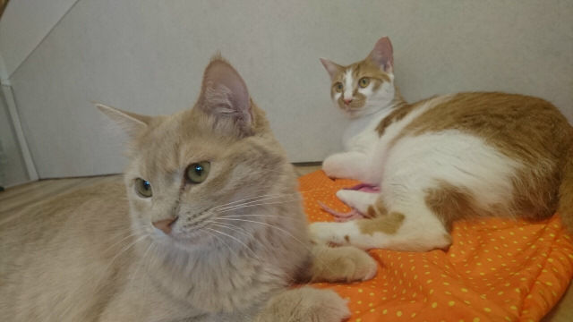 変わってから初「保護猫カフェ きゃりこ武蔵野店」 : 日々駄文日記