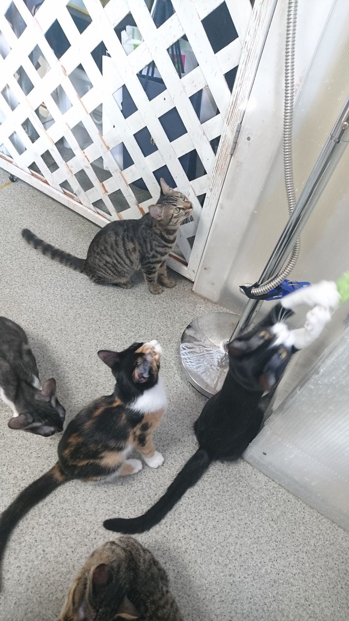 子猫まみれｗ 東京キャットガーディアン西国分寺シェルター 日々駄文日記