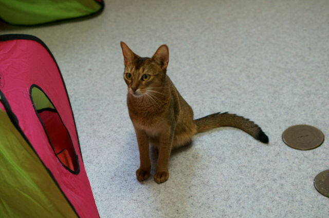 保護猫カフェとしては最終日 東京キャットガーディアン西国分寺シェルター 日々駄文日記 保護猫カフェとしては最終日 東京キャットガーディアン西国分寺シェルター 日々駄文日記