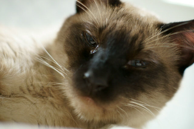 保護猫カフェとしては最終日 東京キャットガーディアン西国分寺シェルター 日々駄文日記 保護猫カフェとしては最終日 東京キャットガーディアン西国分寺シェルター 日々駄文日記
