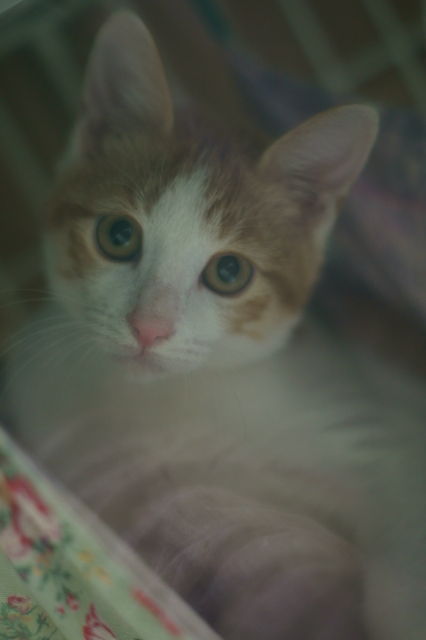 猫カフェっぽいとこ 東京キャットガーディアン西国分寺シェルター 日々駄文日記