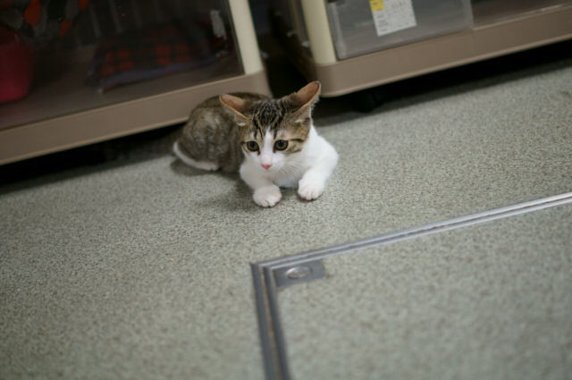 保護猫カフェとしては最終日 東京キャットガーディアン西国分寺シェルター 日々駄文日記 保護猫カフェとしては最終日 東京キャットガーディアン西国分寺シェルター 日々駄文日記