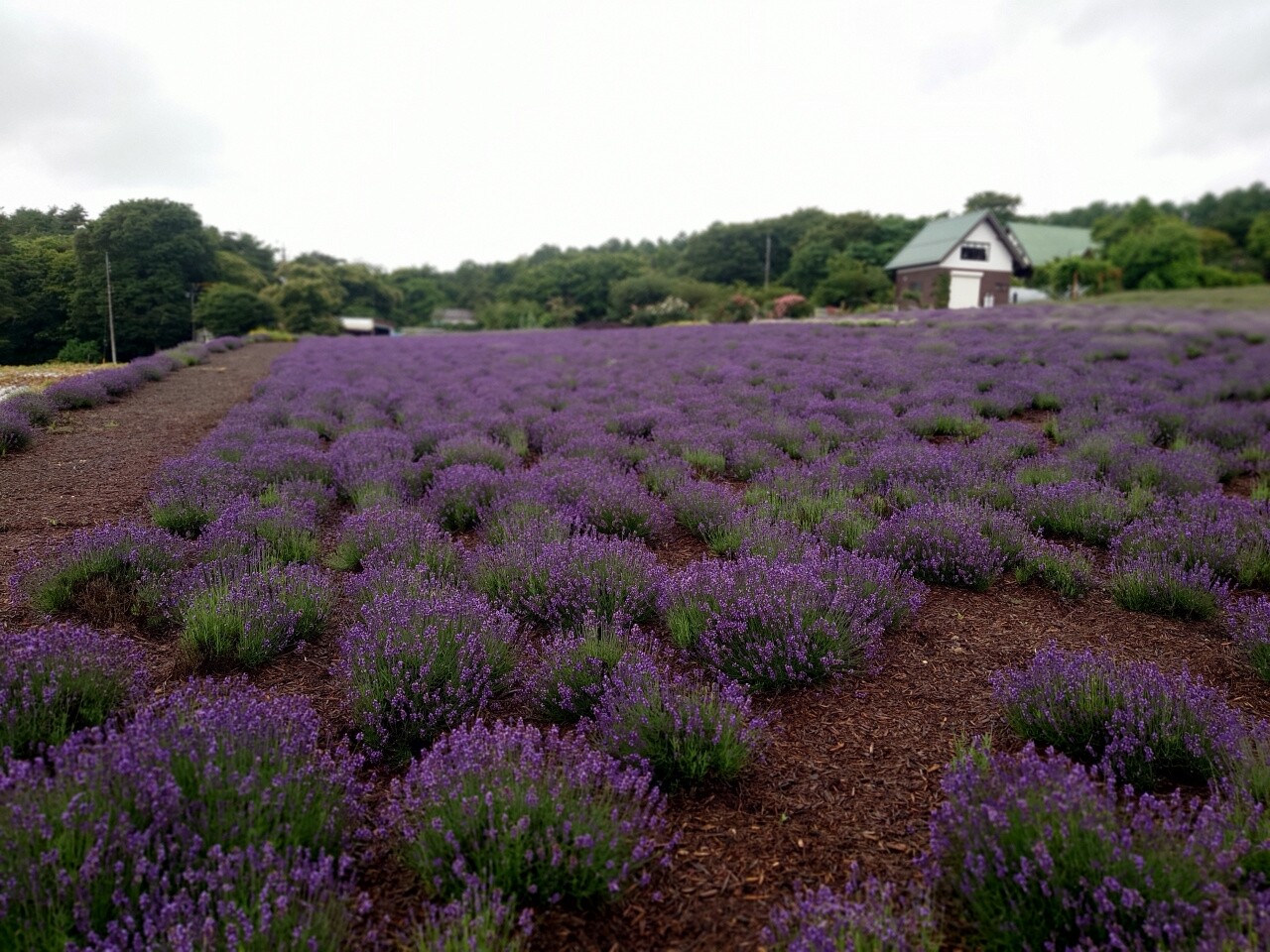 夢ハーベスト農場 ラベンダー畑 可睡の杜の小さなブログ