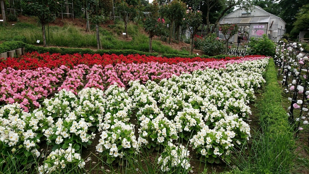 花巻温泉バラ園 可睡の杜の小さなブログ