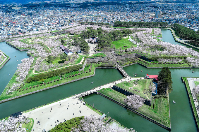 五稜郭公園の桜はさすがにきれい