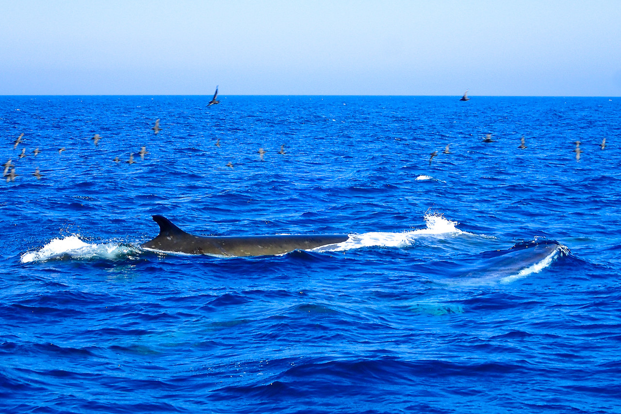 クジラを食べなくてもいいと思うのですが 北の小さな町から クジラを食べなくてもいいと思うのですが 北の小さな町から