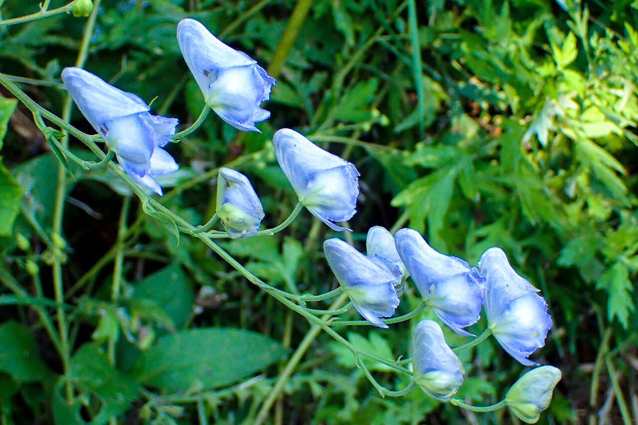 トリカブト 北の小さな町から トリカブト 北の小さな町から