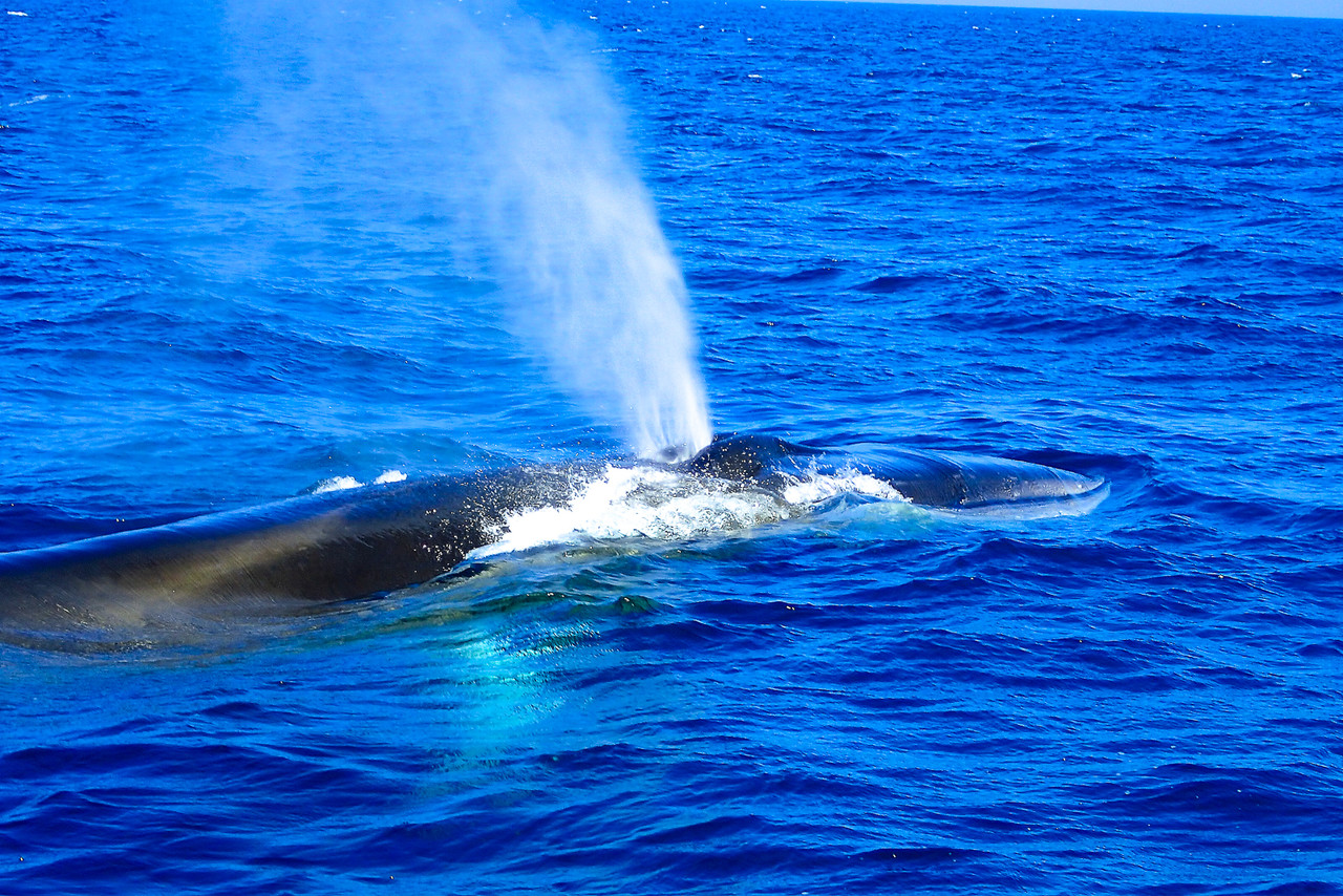 クジラを食べなくてもいいと思うのですが 北の小さな町から クジラを食べなくてもいいと思うのですが 北の小さな町から