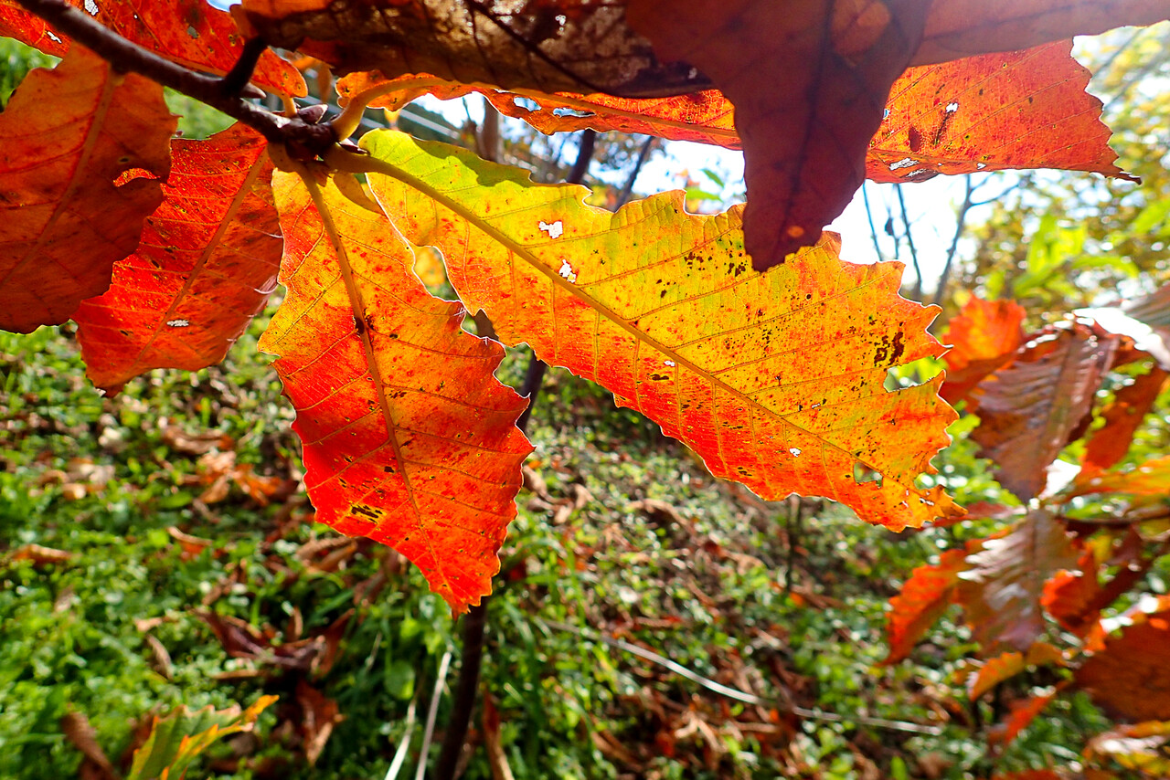 ミズナラの紅葉 : 北の小さな町から