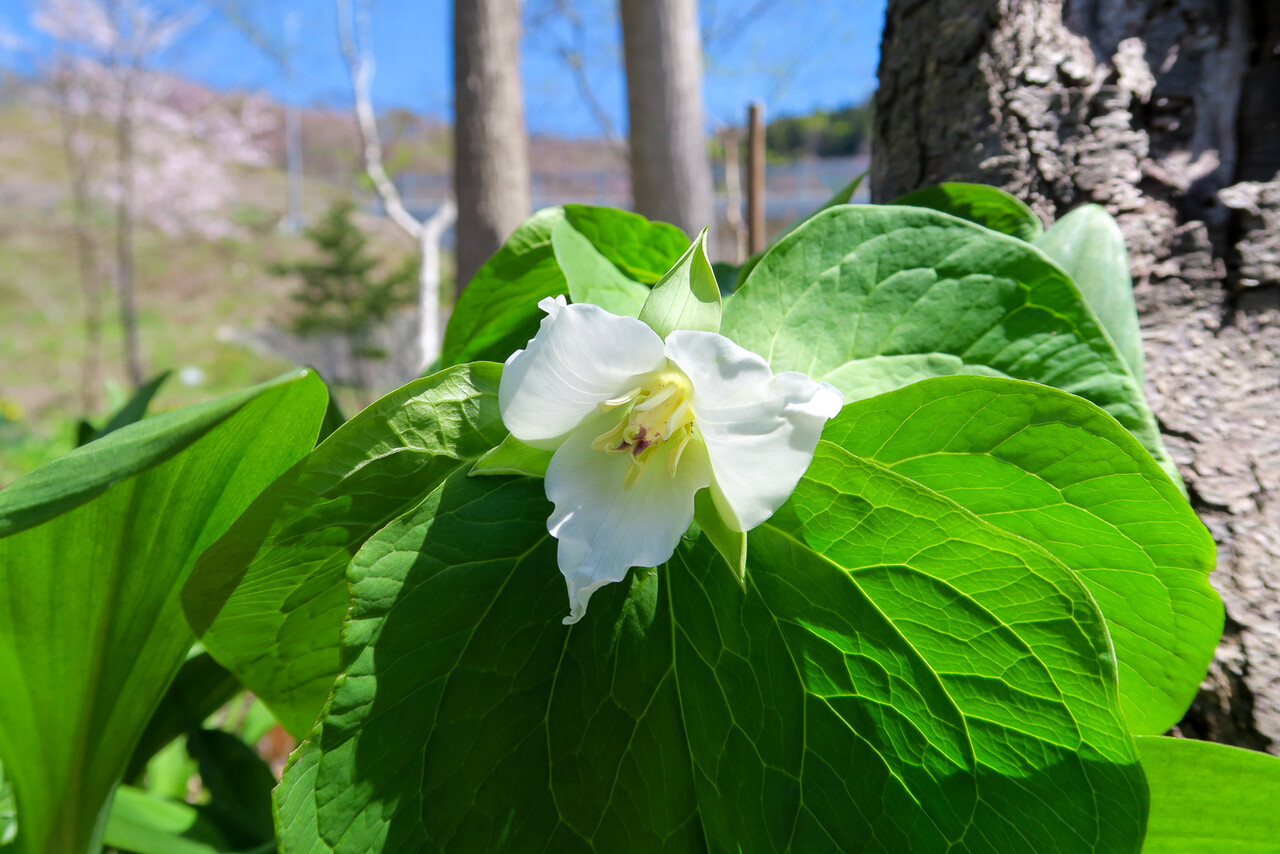 オオバナノエンレイソウ 北の小さな町から