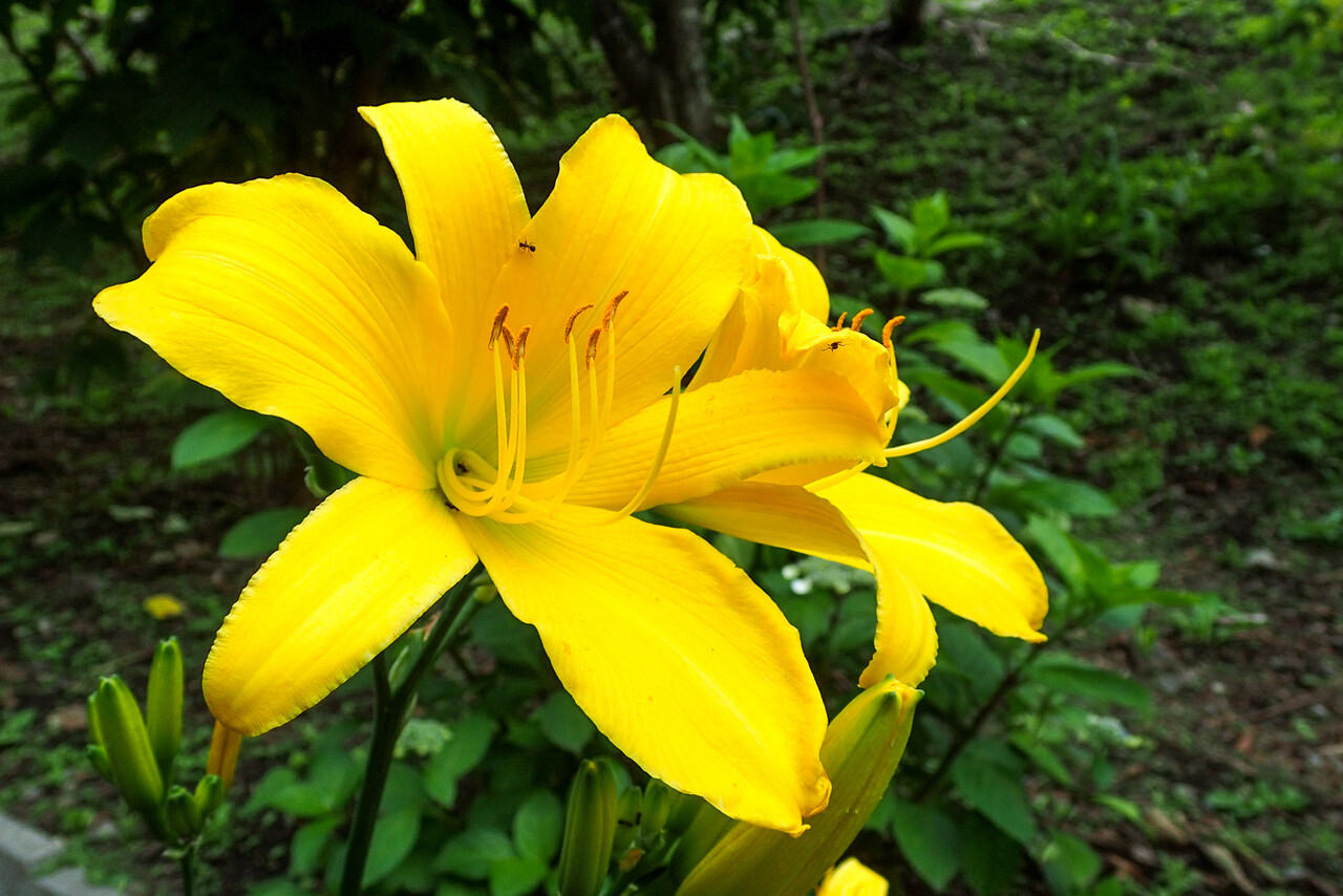エゾキスゲが咲き出しました 北の小さな町から エゾキスゲが咲き出しました 北の小さな町から