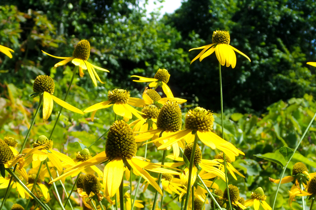 オオハンゴンソウとセイタカアワダチソウ 北の小さな町から