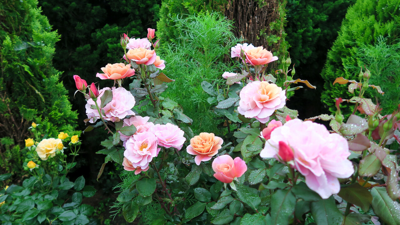 夏真っ盛りに咲くバラ 北の小さな町から