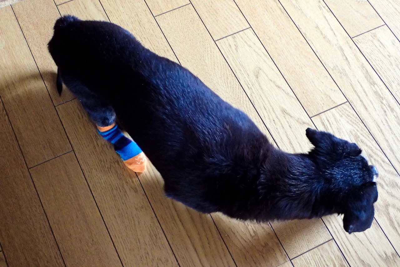 犬の滑り止め靴下 北の小さな町から