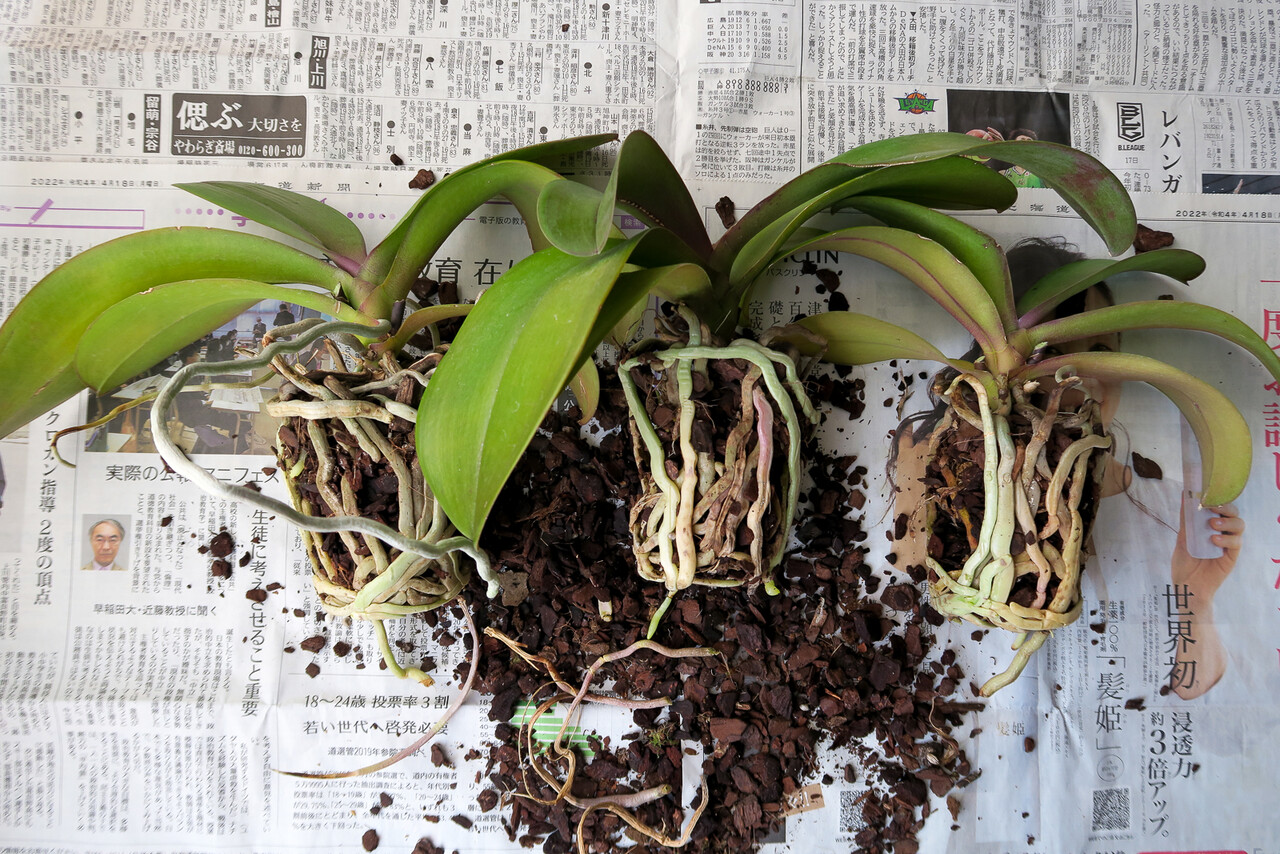 胡蝶蘭の植え替え 北の小さな町から