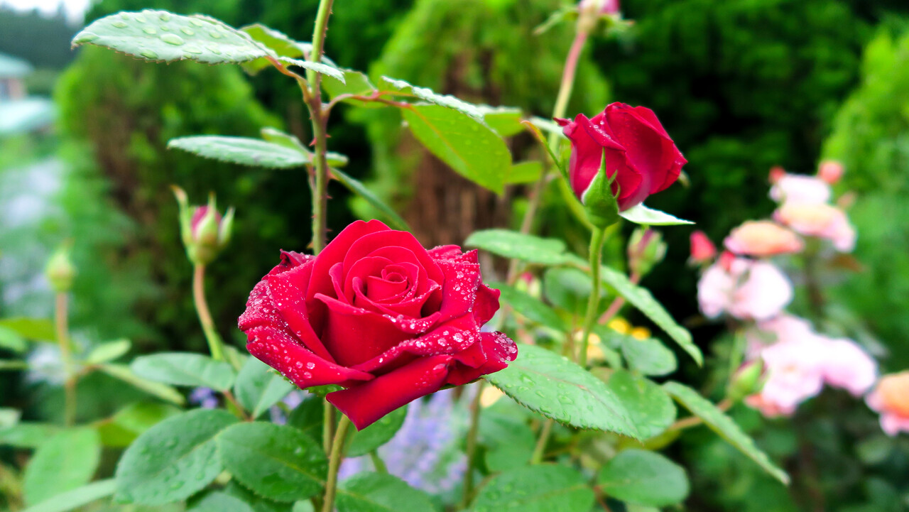 夏真っ盛りに咲くバラ 北の小さな町から