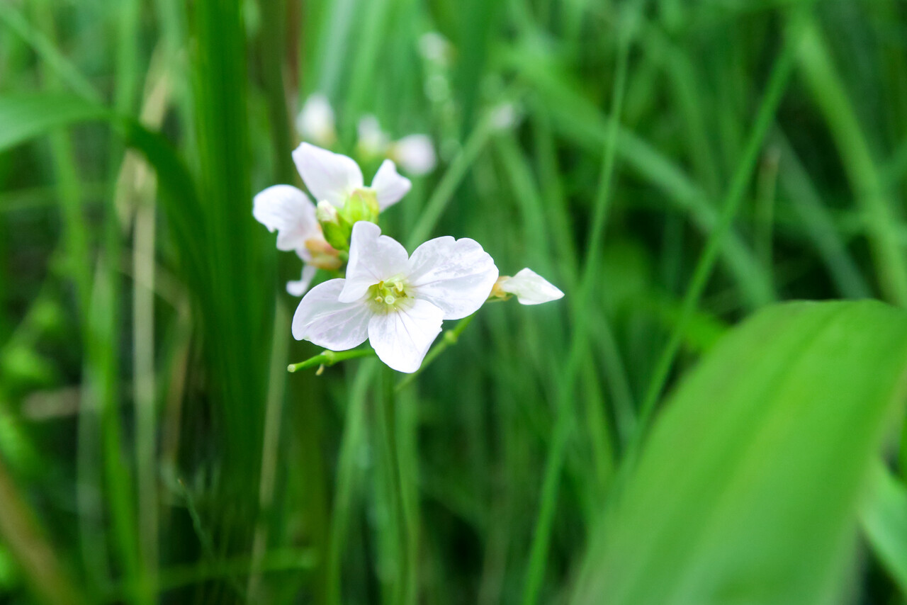 釧路湿原 北の小さな町から