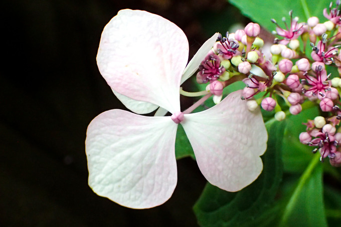 P7270026