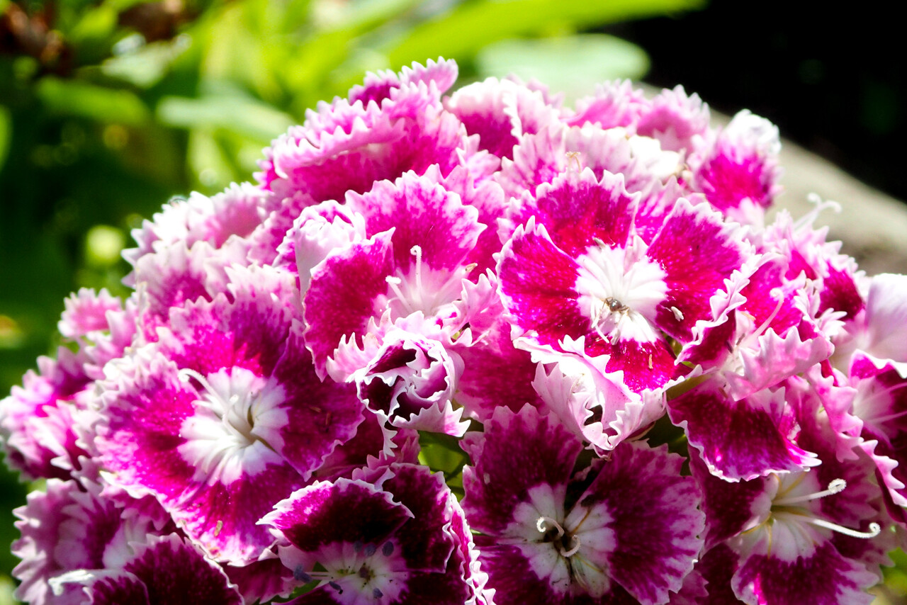 目にも鮮やかな西洋ナデシコ 北の小さな町から