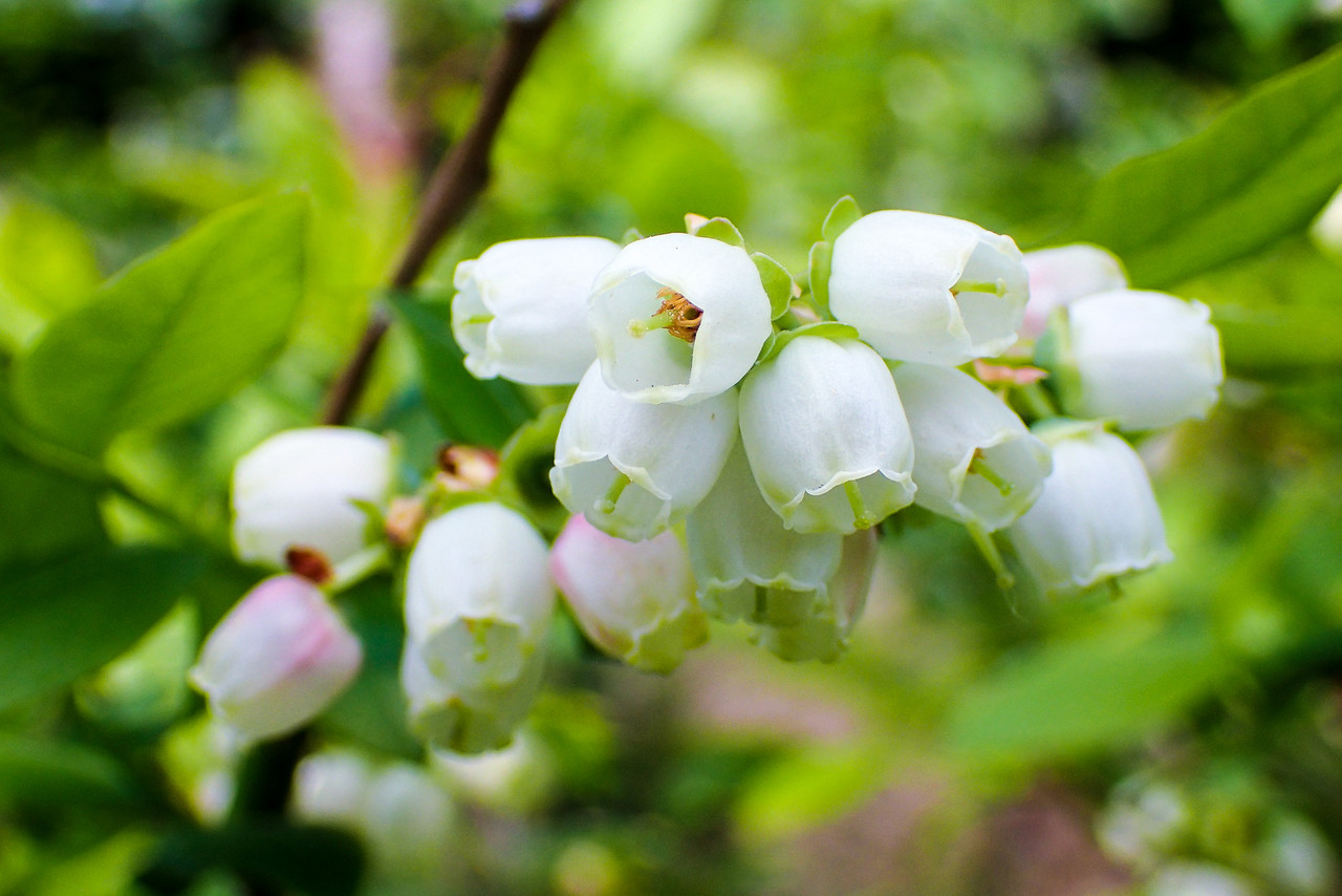 鈴蘭のようなブルーベリーの花 北の小さな町から