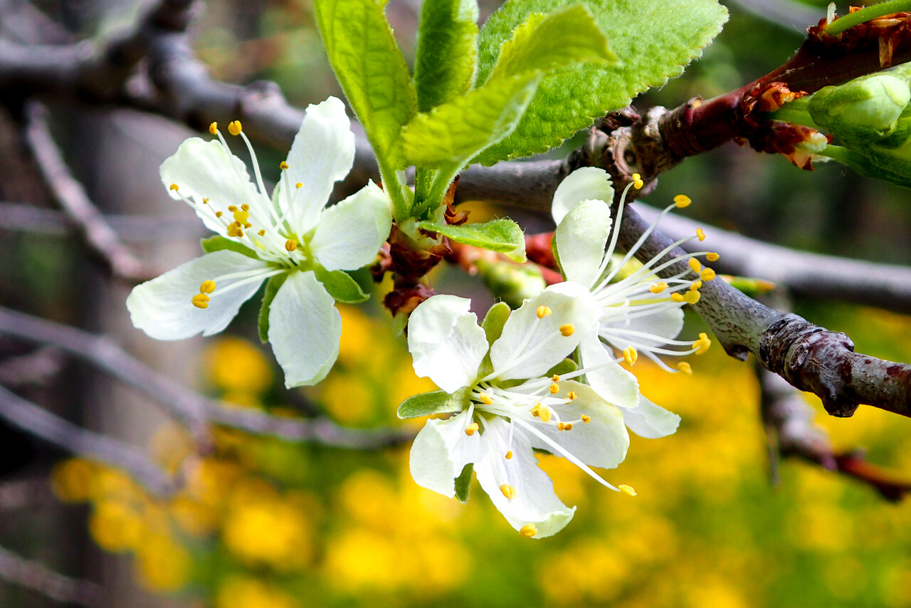 プルーンが開花 北の小さな町から