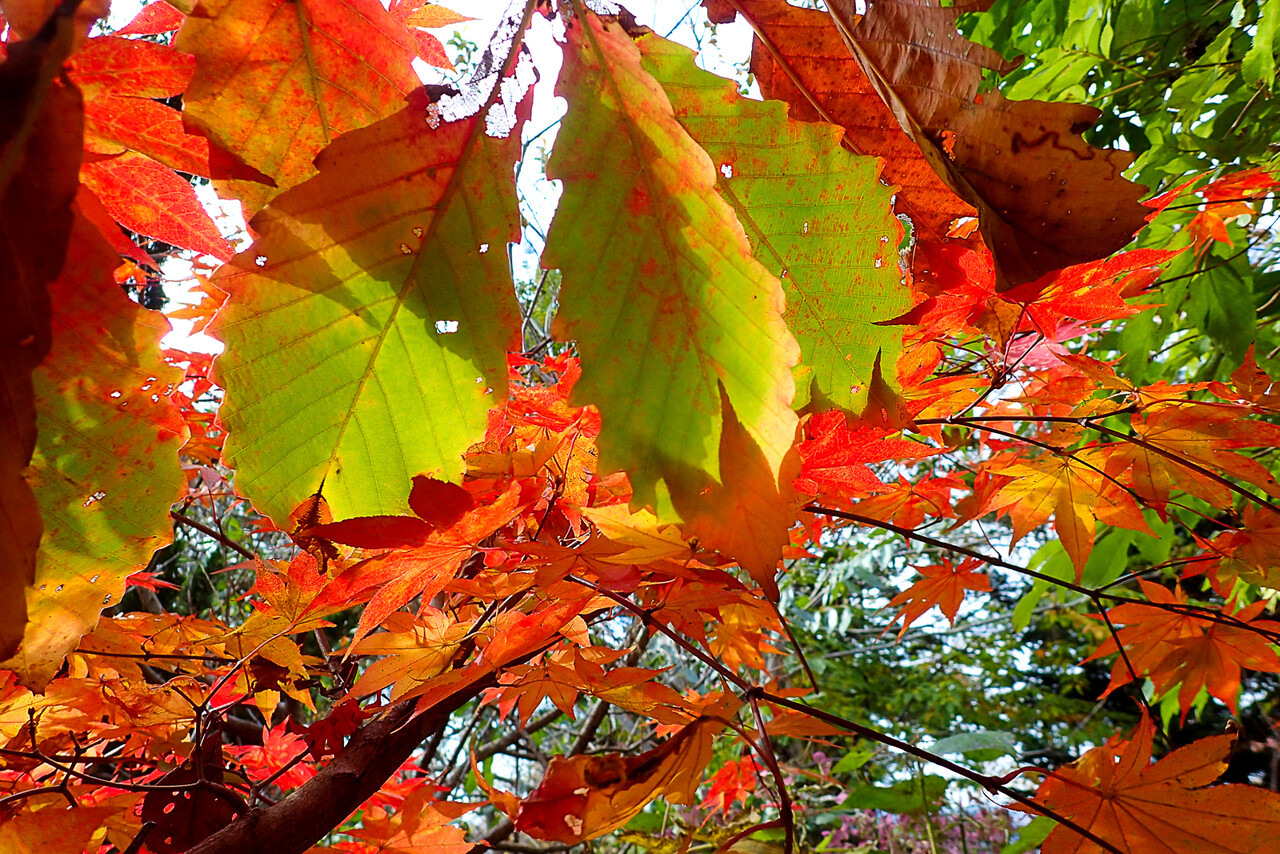北の蝦夷　黄色く紅葉する　ミズナラ　1メートル50センチ　4年苗　大小セット 2025年最新】ミズナラ 苗の人気アイテム - メルカリ