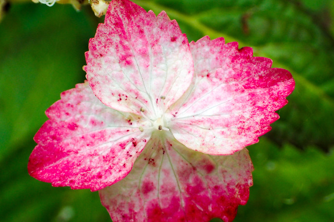 P7270042