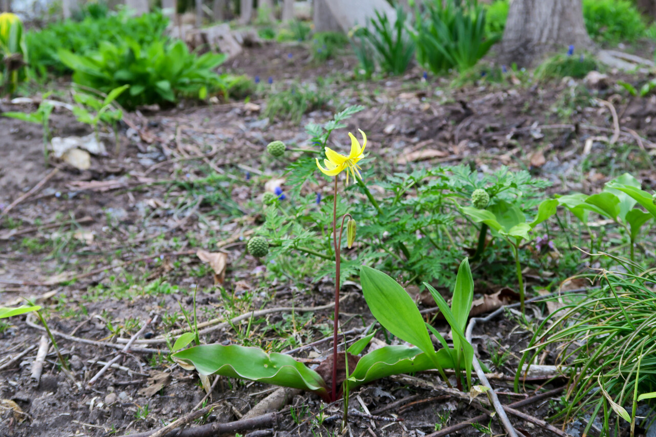 黄花カタクリ 北の小さな町から 黄花カタクリ 北の小さな町から