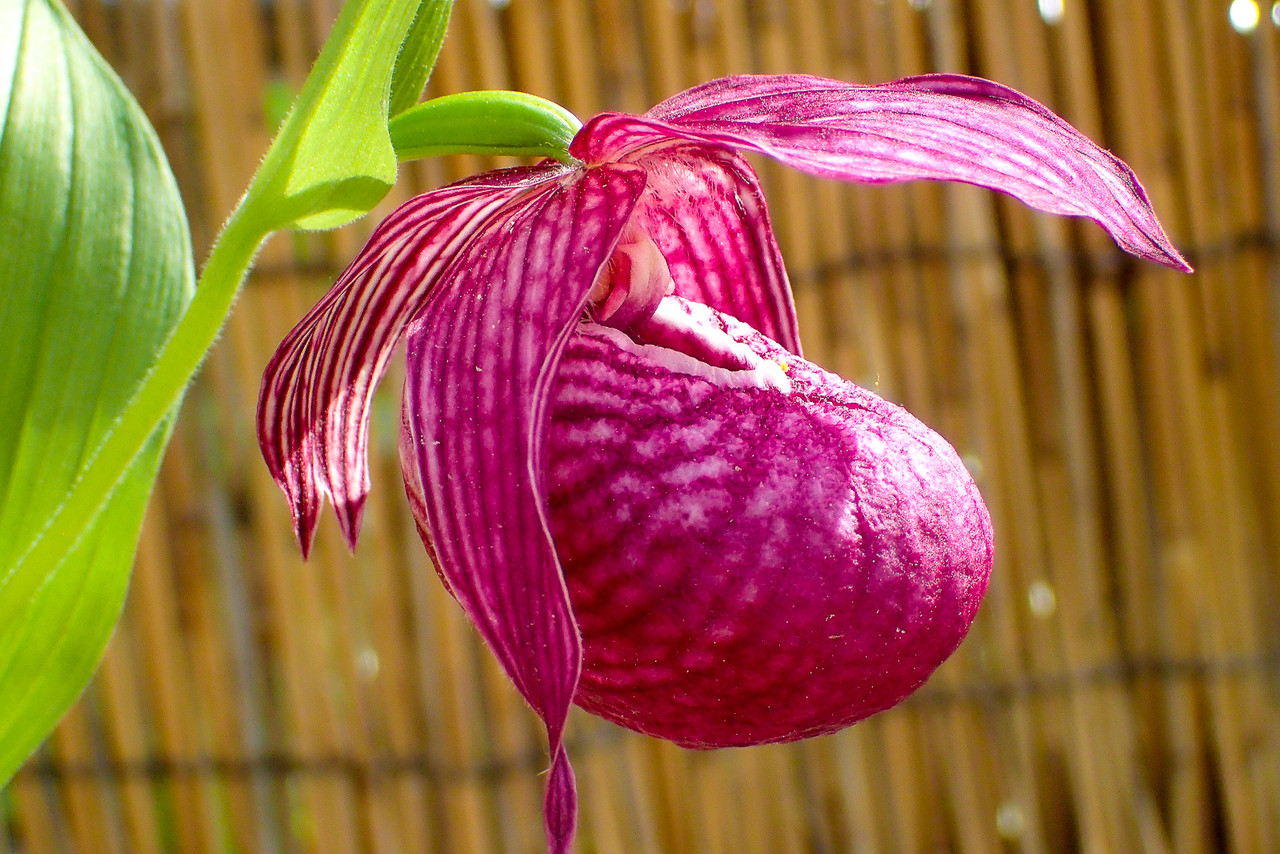 北海道大学植物園 ④アツモリソウ : 北の小さな町から