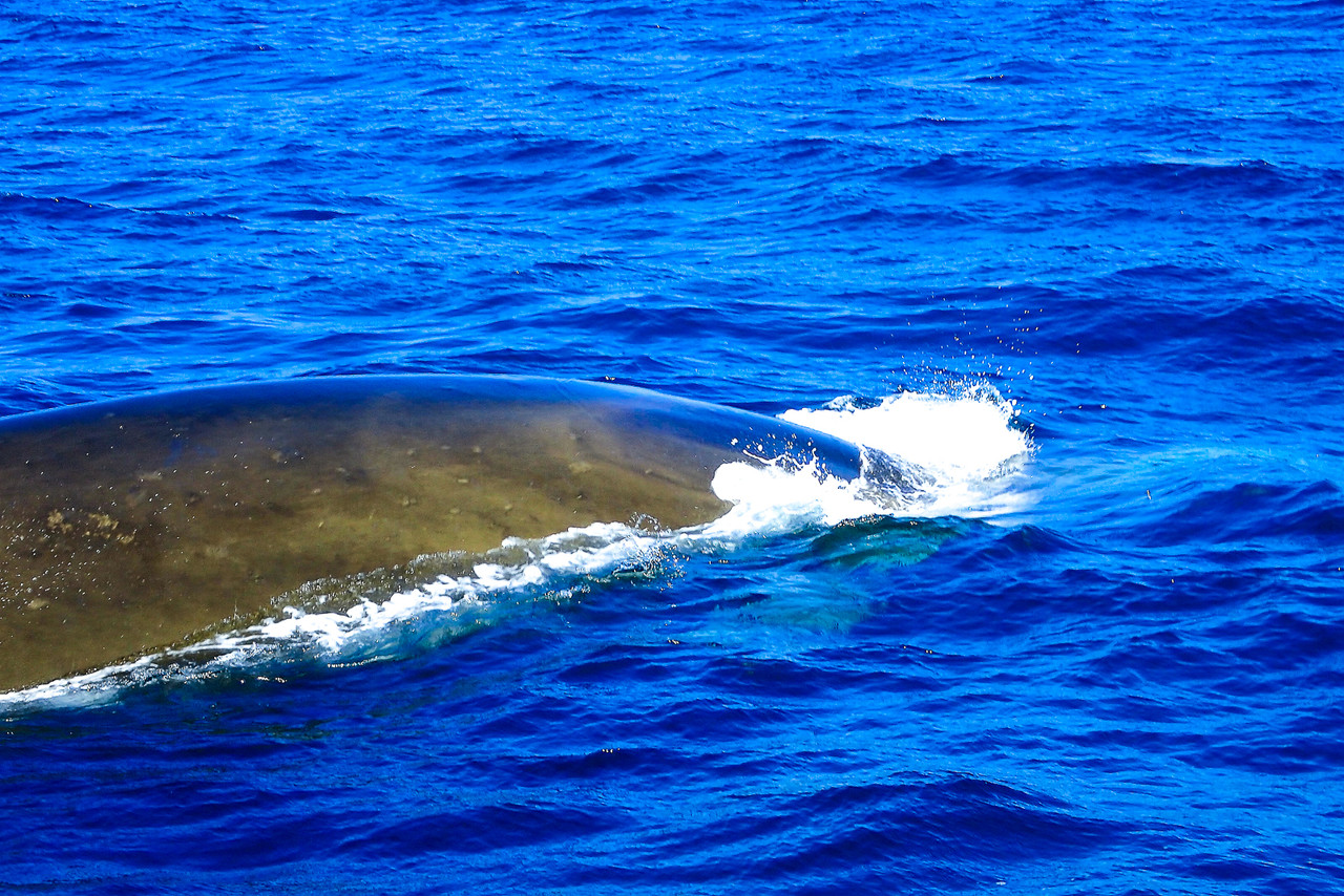 クジラを食べなくてもいいと思うのですが 北の小さな町から