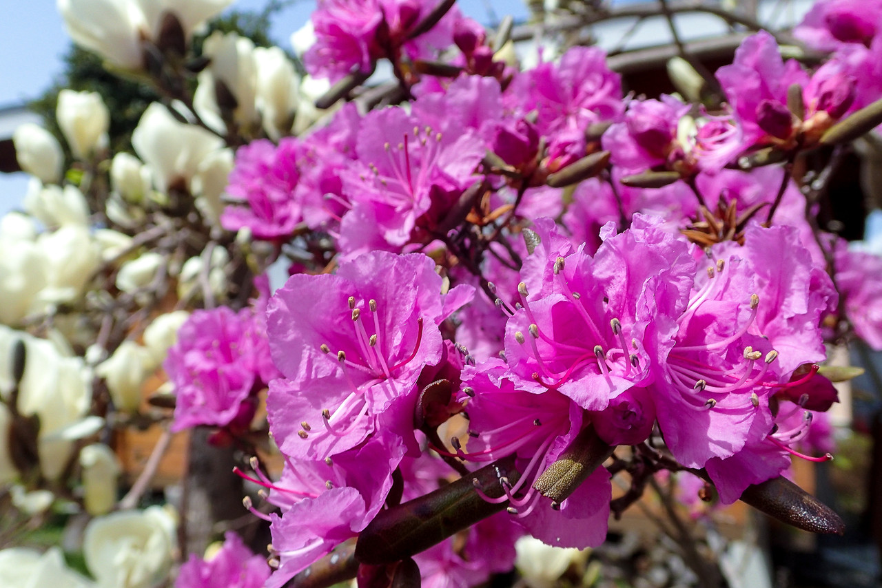 白木蓮と蝦夷紫躑躅 ツツジ 北の小さな町から