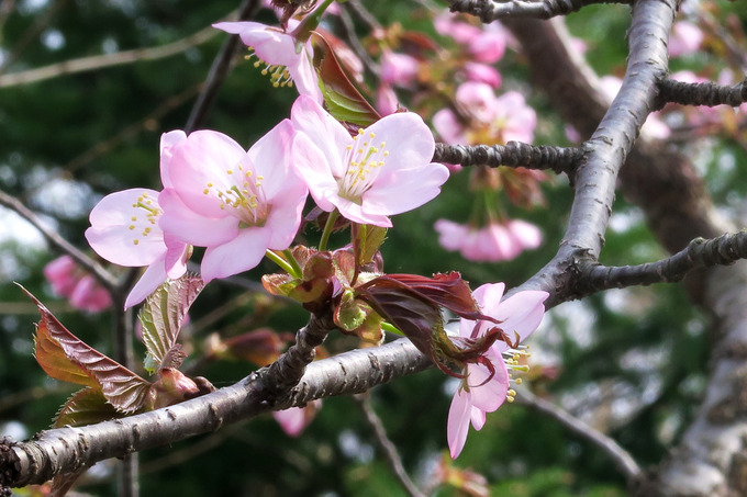 梅も桜も一緒に開花