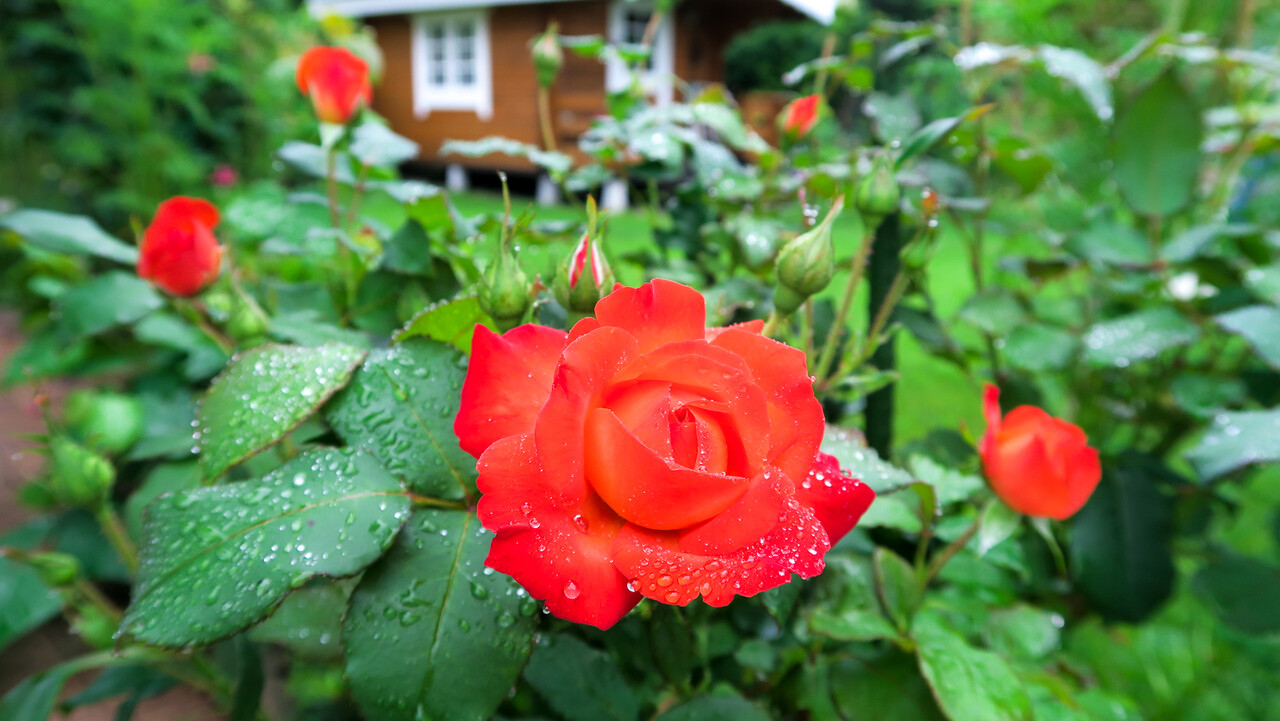 夏真っ盛りに咲くバラ 北の小さな町から