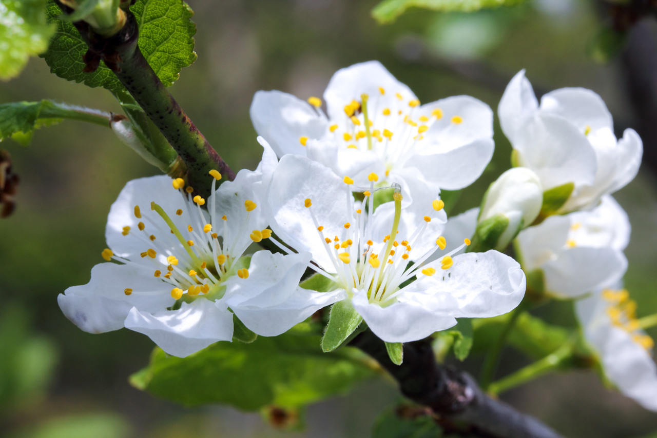 白い花の咲くころ 北の小さな町から