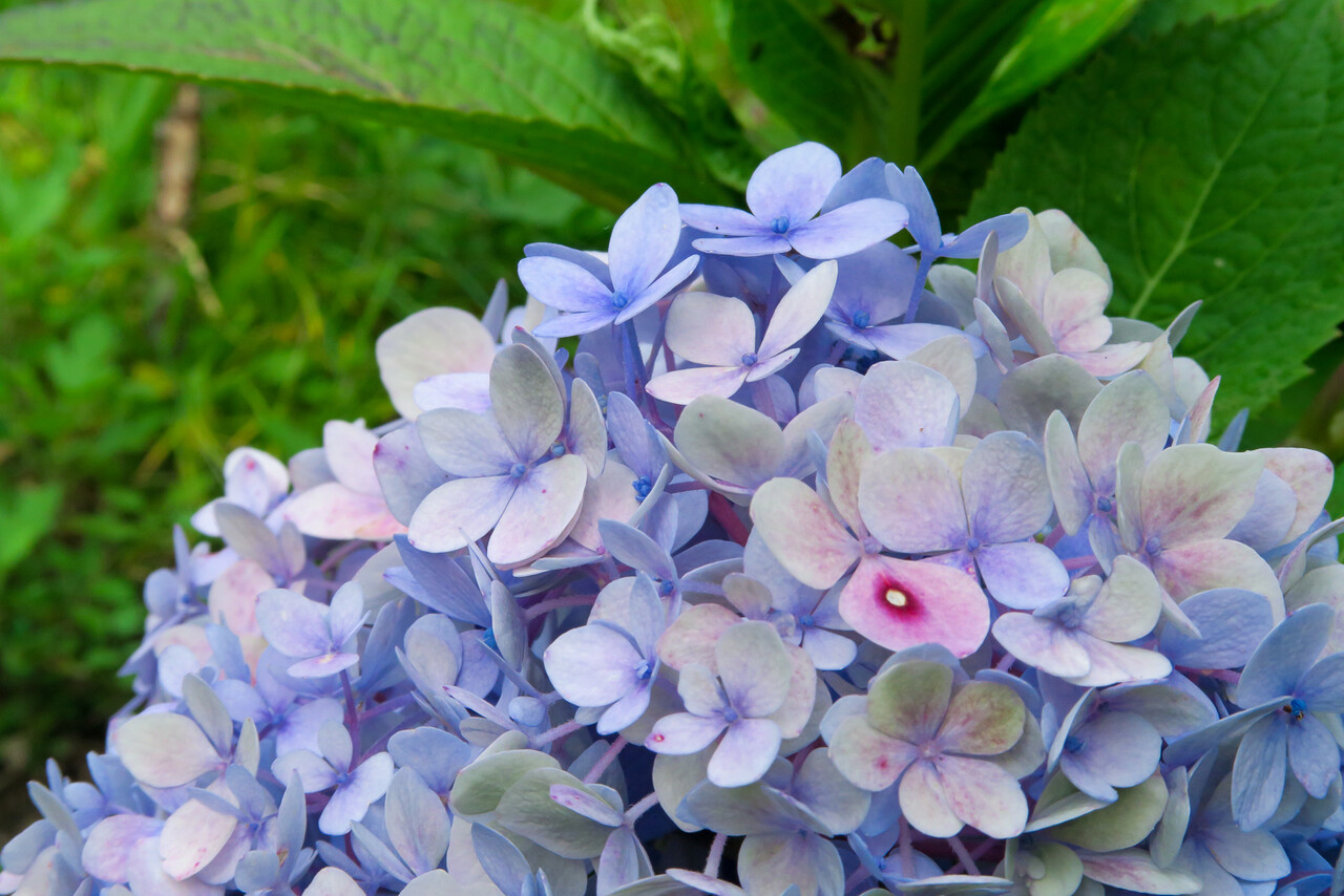 何となく秋色 秋紫陽花 北の小さな町から