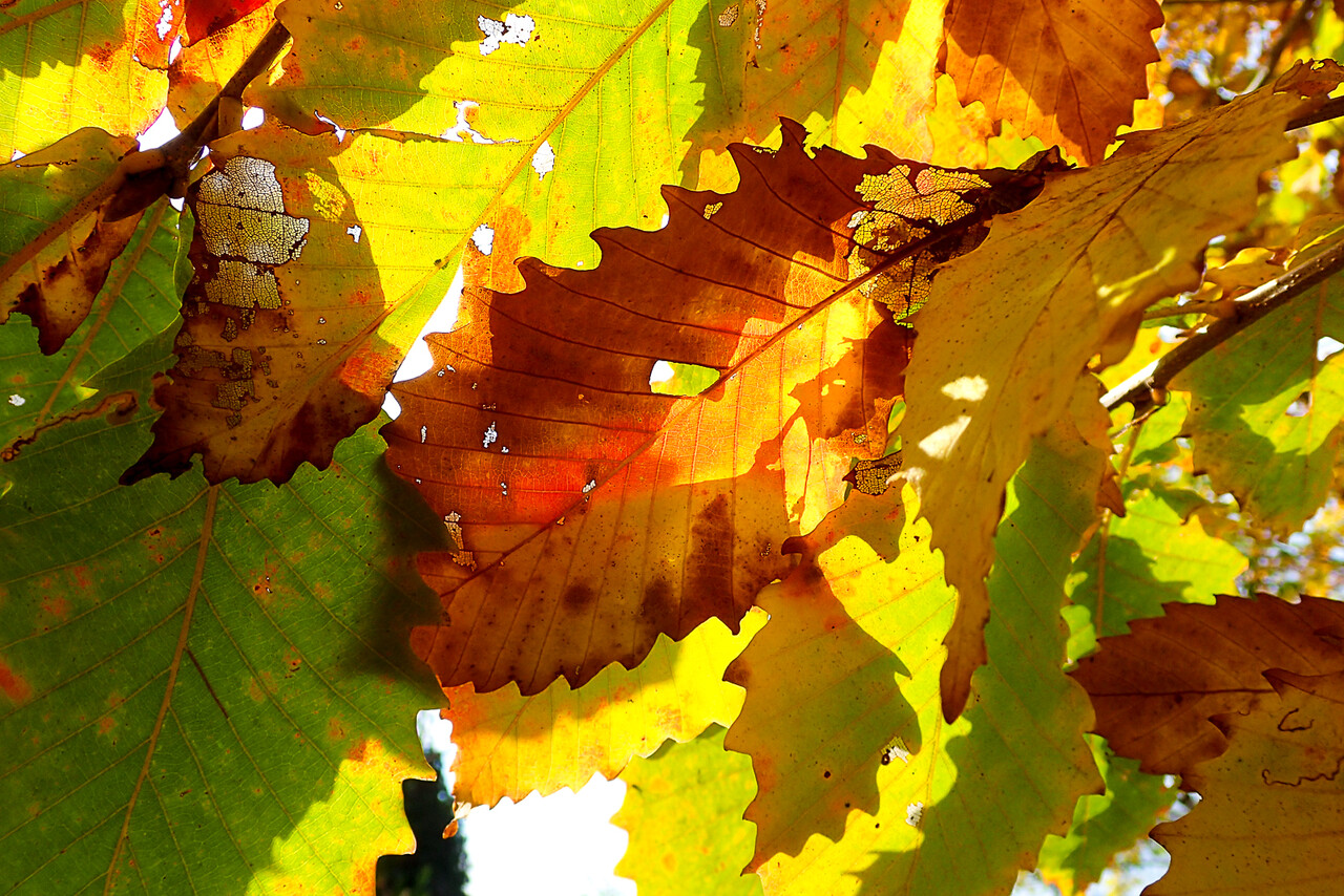 北の蝦夷　黄色く紅葉する　ミズナラ　1メートル50センチ　4年苗　大小セット 北の蝦夷 黄色く紅葉する ミズナラ 1メートル50センチ 4年苗